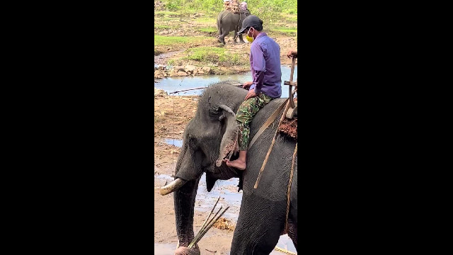 Con voi với nhiều vết thương quanh đầu ở KDL Dak Lak