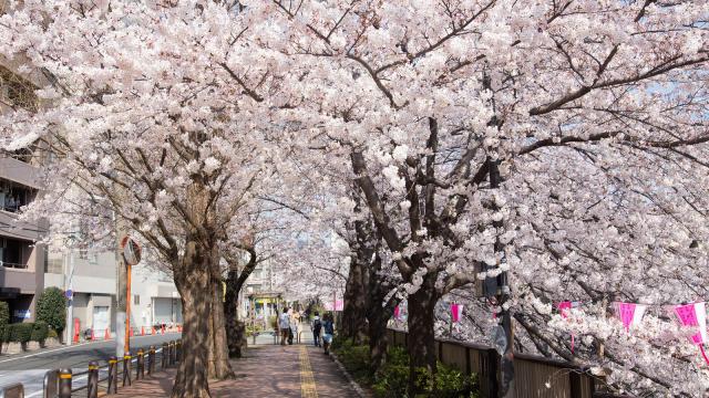 Cảnh tượng hoa anh đào đồng loạt nở rực rỡ ở Tokyo